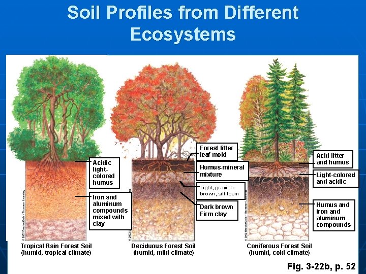 Soil Profiles from Different Ecosystems Forest litter leaf mold Tropical Rain Forest Soil (humid,