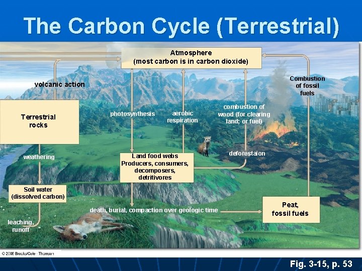 The Carbon Cycle (Terrestrial) Atmosphere (most carbon is in carbon dioxide) Combustion of fossil