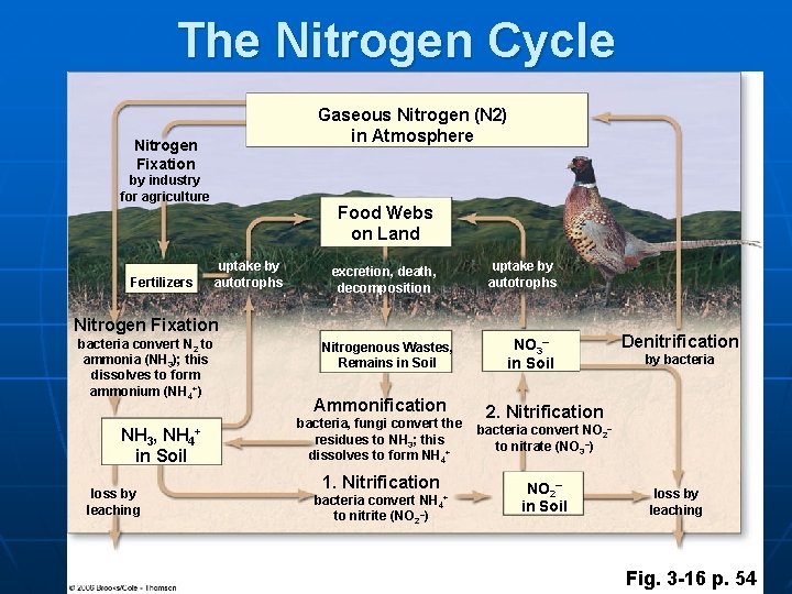 The Nitrogen Cycle Gaseous Nitrogen (N 2) in Atmosphere Nitrogen Fixation by industry for