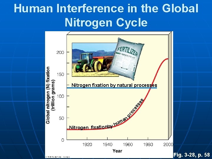 Human Interference in the Global Nitrogen Cycle pr oc e ss es Nitrogen fixation