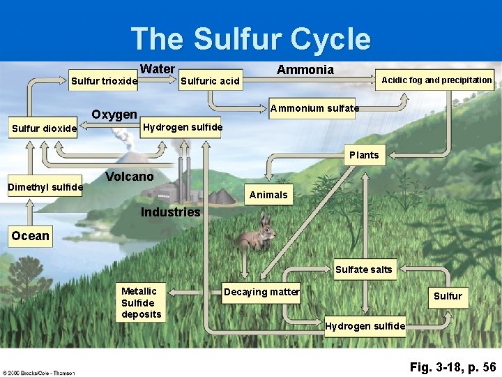 The Sulfur Cycle Sulfur trioxide Water Sulfuric acid Acidic fog and precipitation Ammonium sulfate
