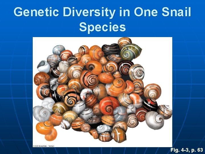 Genetic Diversity in One Snail Species Fig. 4 -3, p. 63 