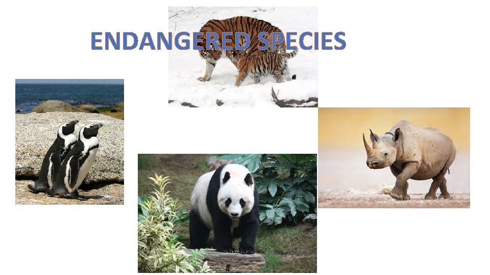 ENDANGERED SPECIES 