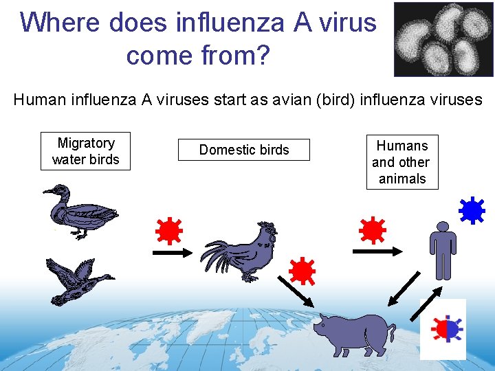 Where does influenza A virus come from? Human influenza A viruses start as avian