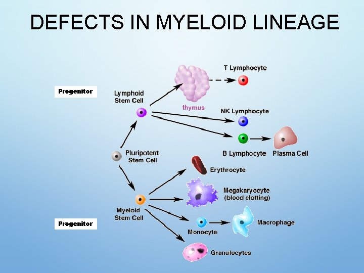 DEFECTS IN MYELOID LINEAGE Progenitor 