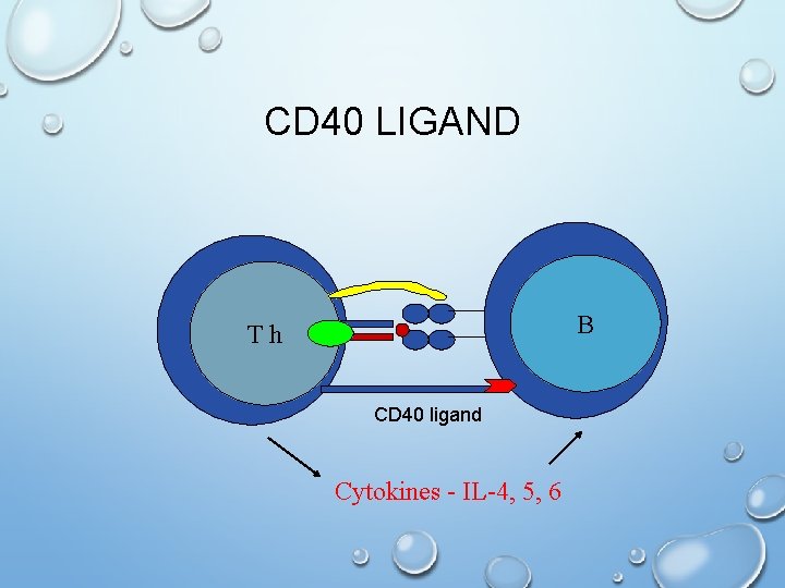 CD 40 LIGAND B Th CD 40 ligand Cytokines - IL-4, 5, 6 