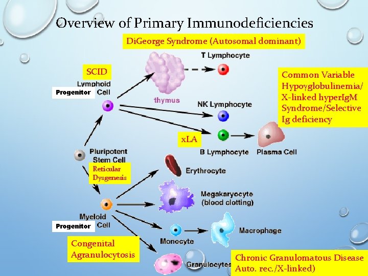 Overview of Primary Immunodeficiencies Di. George Syndrome (Autosomal dominant) SCID Common Variable Hypogglobulinemia/ X-linked