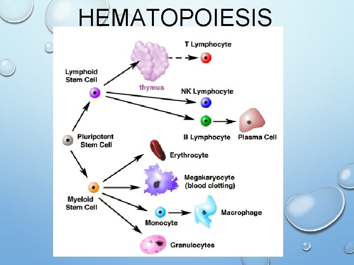 HEMATOPOIESIS 