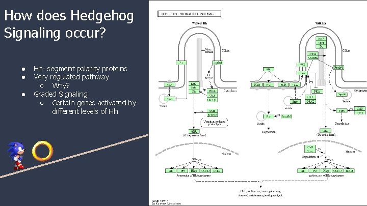 Hedgehog Hh Signaling Pathway Daniel Soria P Garrett