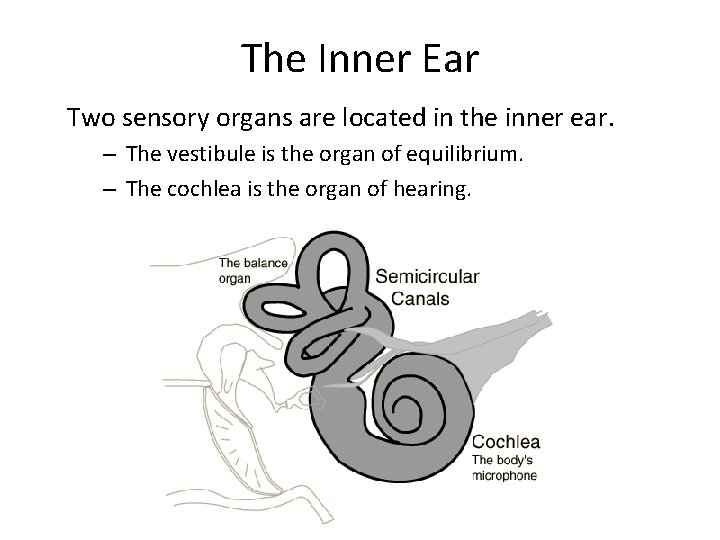 The Inner Ear Two sensory organs are located in the inner ear. – The
