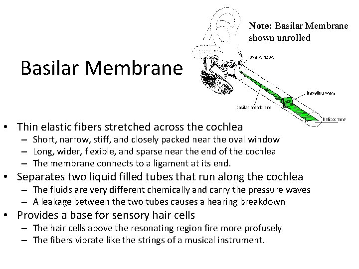 Note: Basilar Membrane shown unrolled Basilar Membrane • Thin elastic fibers stretched across the
