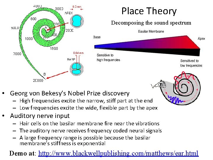 Place Theory Decomposing the sound spectrum • Georg von Bekesy’s Nobel Prize discovery –