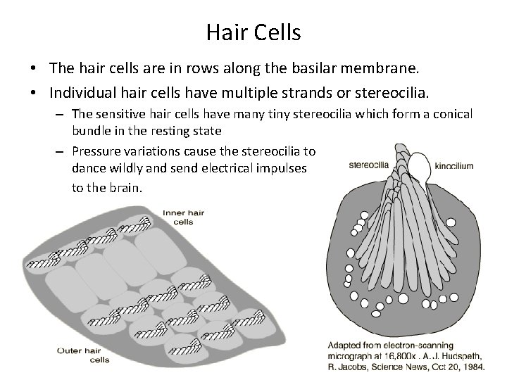Hair Cells • The hair cells are in rows along the basilar membrane. •