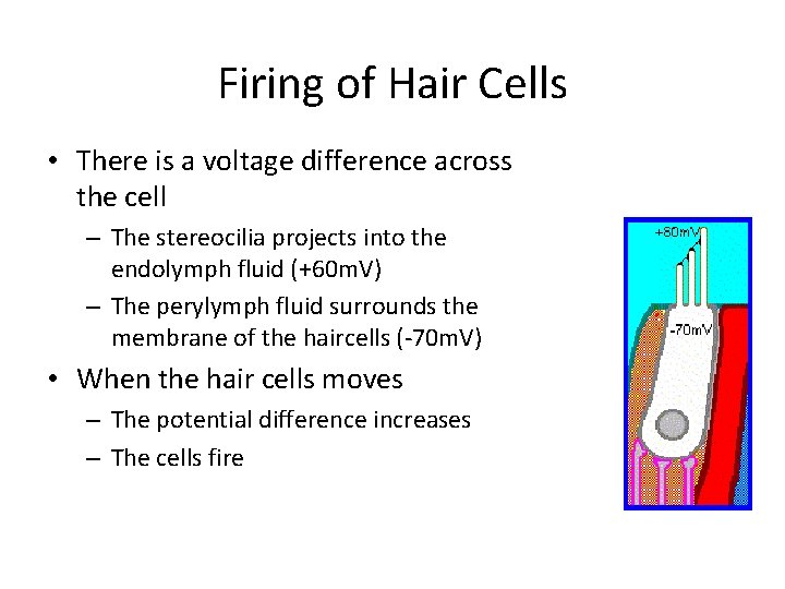 Firing of Hair Cells • There is a voltage difference across the cell –