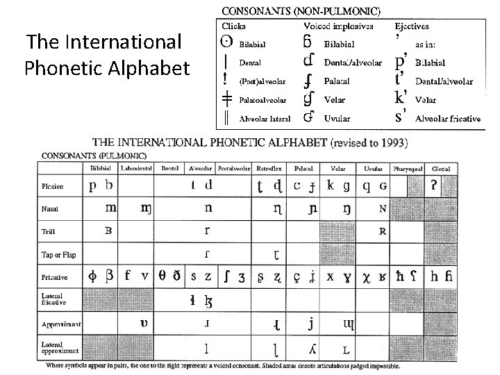 The International Phonetic Alphabet 