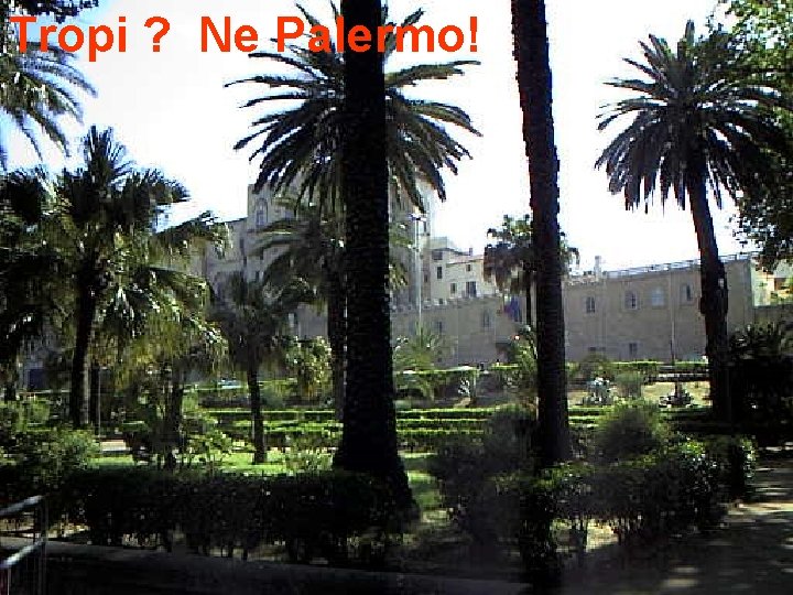 Tropi ? Ne Palermo! 