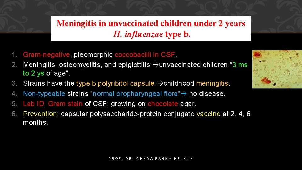 Meningitis in unvaccinated children under 2 years H. influenzae type b. 1. Gram-negative, pleomorphic