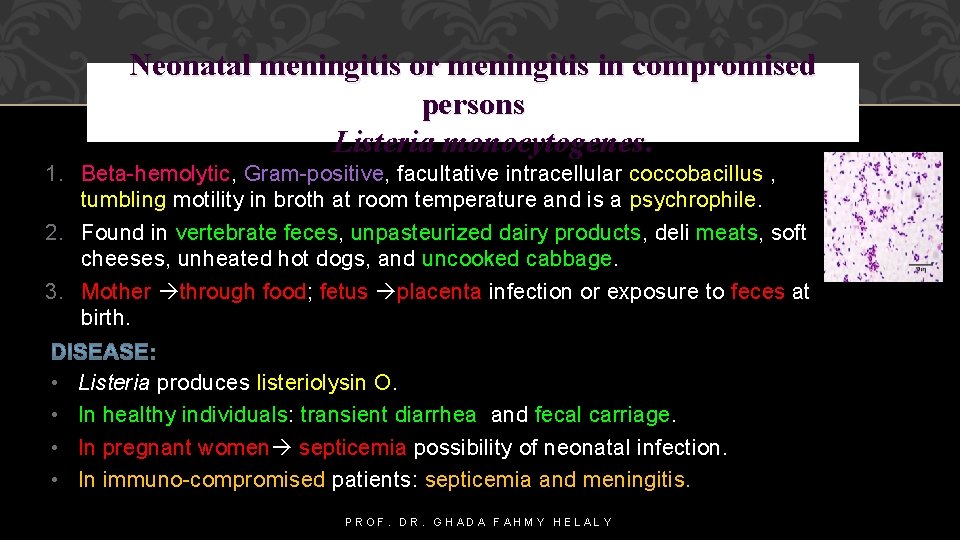 Neonatal meningitis or meningitis in compromised persons Listeria monocytogenes. 1. Beta-hemolytic, Gram-positive, facultative intracellular