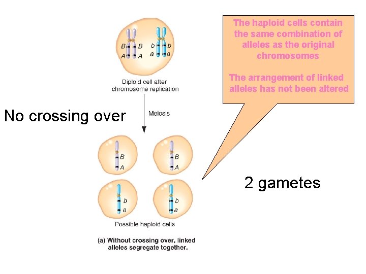 The haploid cells contain the same combination of alleles as the original chromosomes The