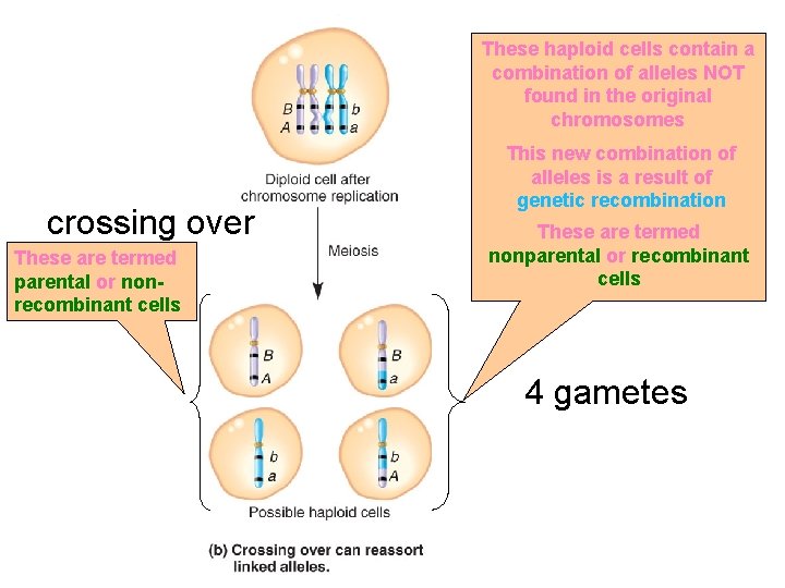 These haploid cells contain a combination of alleles NOT found in the original chromosomes