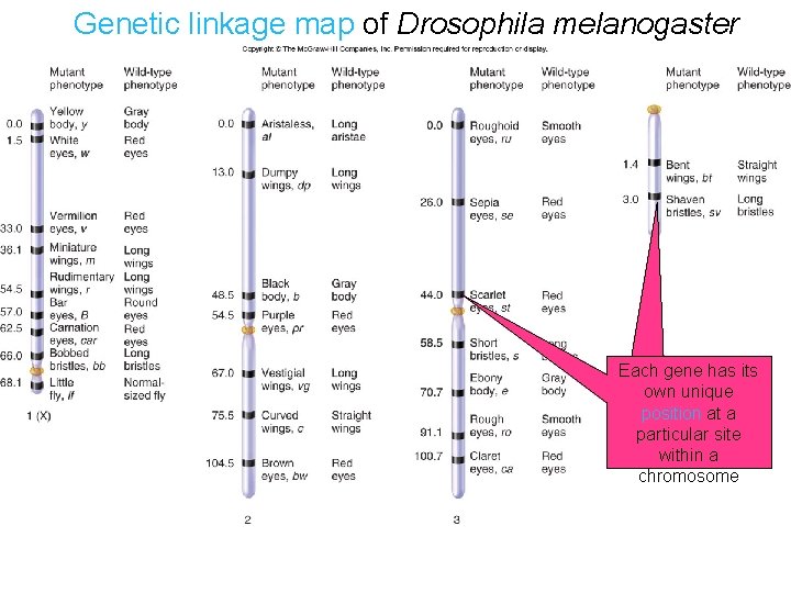 Genetic linkage map of Drosophila melanogaster Each gene has its own unique position at