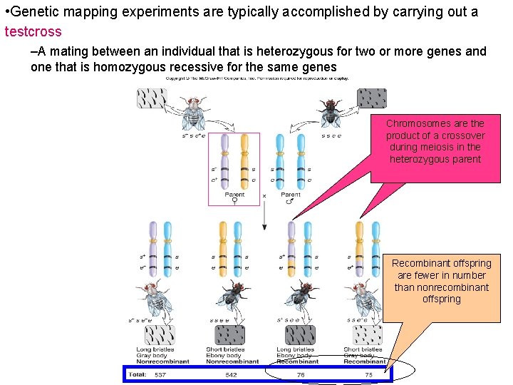  • Genetic mapping experiments are typically accomplished by carrying out a testcross –A