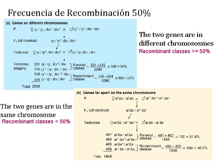 Frecuencia de Recombinación 50% The two genes are in different chromososmes Recombinant classes >=