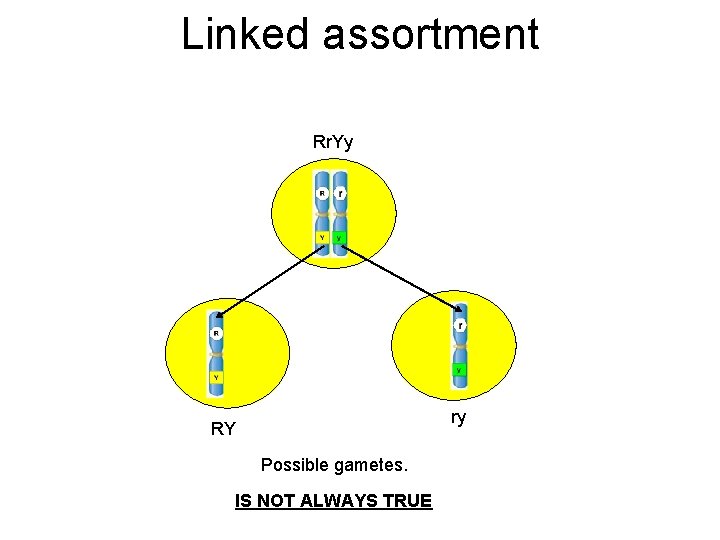 Linked assortment Rr. Yy ry RY Possible gametes. IS NOT ALWAYS TRUE 