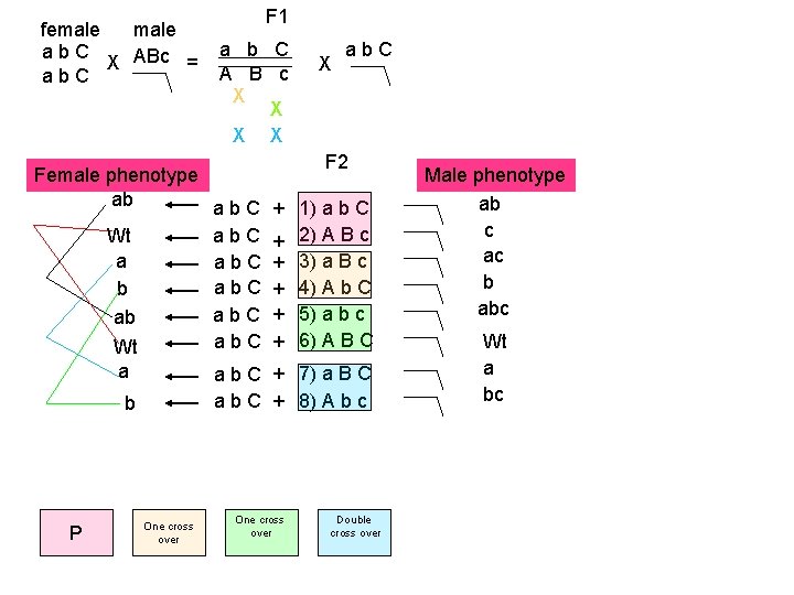 female ab. C X ABc = ab. C F 1 a b C A