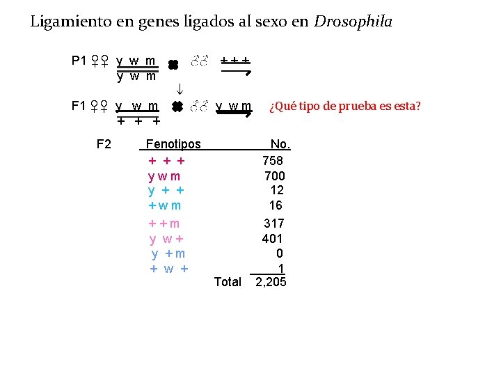 Ligamiento en genes ligados al sexo en Drosophila P 1 ♀♀ y w m