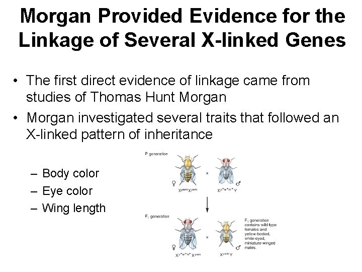 Morgan Provided Evidence for the Linkage of Several X-linked Genes • The first direct
