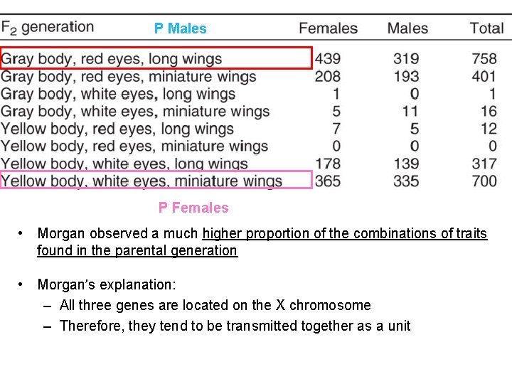 P Males P Females • Morgan observed a much higher proportion of the combinations