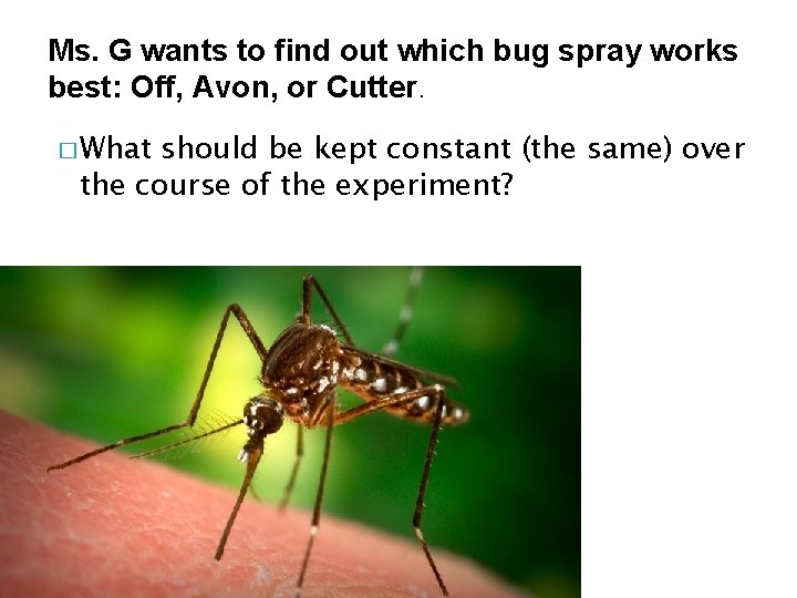 Ms. G wants to find out which bug spray works best: Off, Avon, or