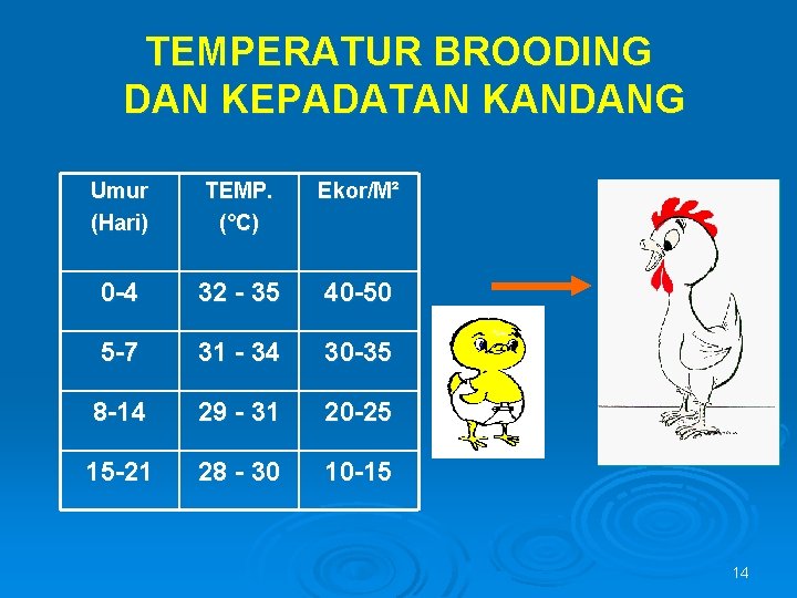 TEMPERATUR BROODING DAN KEPADATAN KANDANG Umur (Hari) TEMP. (°C) Ekor/M² 0 -4 32 -