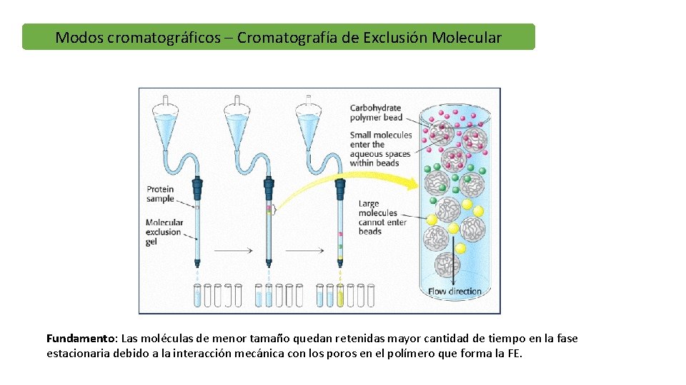 Modos cromatográficos – Cromatografía de Exclusión Molecular Fundamento: Las moléculas de menor tamaño quedan