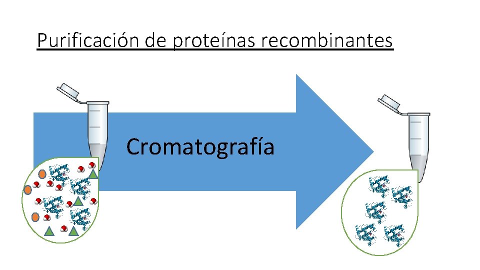 Purificación de proteínas recombinantes Cromatografía 