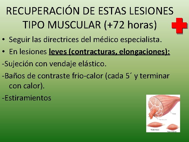 RECUPERACIÓN DE ESTAS LESIONES TIPO MUSCULAR (+72 horas) • Seguir las directrices del médico