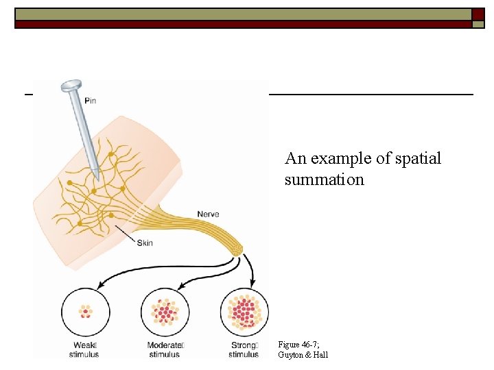 Signal Intensity An example of spatial summation Figure 46 -7; Guyton & Hall Signal Intensity An example of spatial summation Figure 46 -7; Guyton & Hall