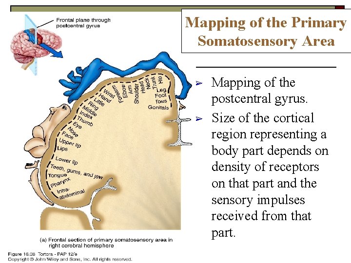 Mapping of the Primary Somatosensory Area ➢ ➢ Mapping of the postcentral gyrus. Size Mapping of the Primary Somatosensory Area ➢ ➢ Mapping of the postcentral gyrus. Size