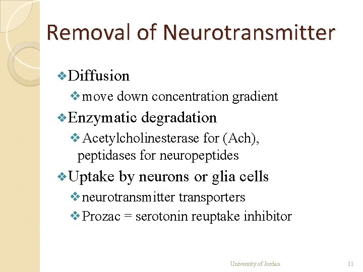 Removal of Neurotransmitter ❖Diffusion ❖move down concentration gradient ❖Enzymatic degradation ❖Acetylcholinesterase for (Ach), peptidases Removal of Neurotransmitter ❖Diffusion ❖move down concentration gradient ❖Enzymatic degradation ❖Acetylcholinesterase for (Ach), peptidases