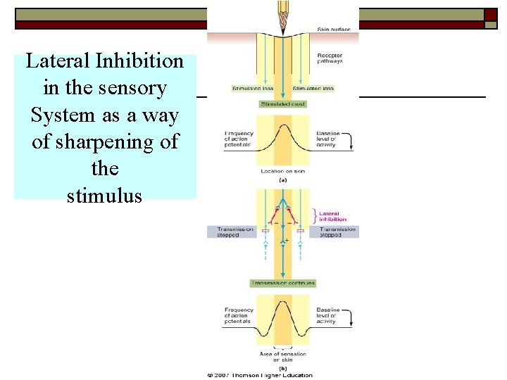 Lateral Inhibition in the sensory System as a way of sharpening of the stimulus Lateral Inhibition in the sensory System as a way of sharpening of the stimulus