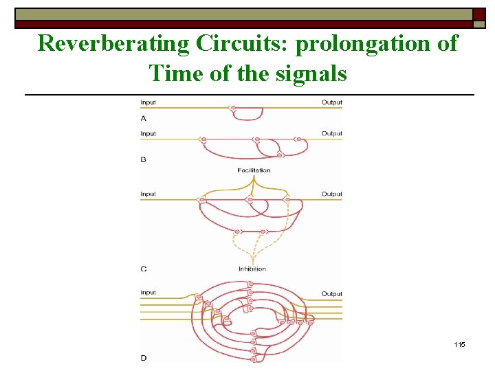Reverberating Circuits: prolongation of Time of the signals University of Jordan 115 Reverberating Circuits: prolongation of Time of the signals University of Jordan 115