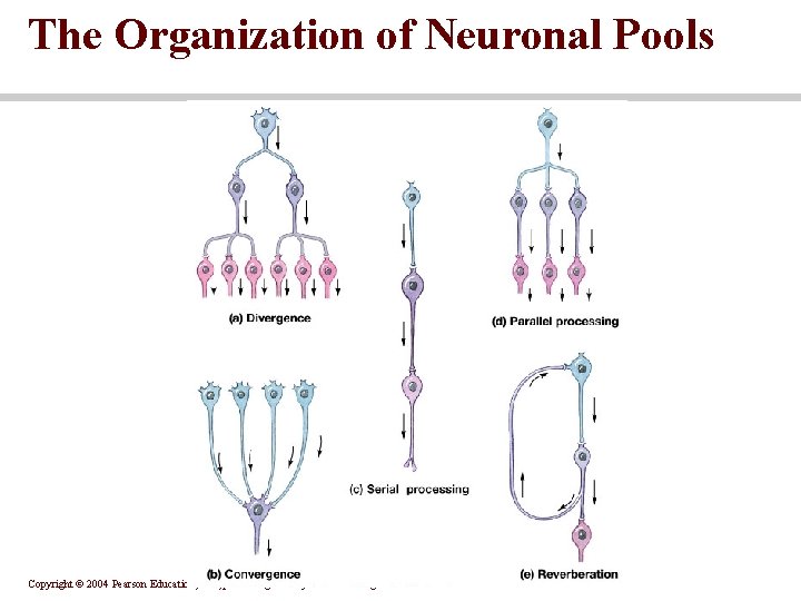 The Organization of Neuronal Pools Copyright © 2004 Pearson Education, Inc. , publishing as The Organization of Neuronal Pools Copyright © 2004 Pearson Education, Inc. , publishing as