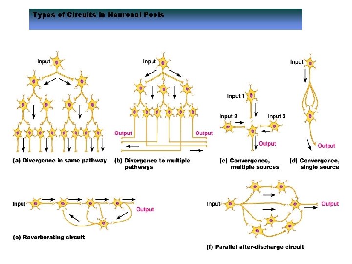 Types of Circuits in Neuronal Pools Types of Circuits in Neuronal Pools
