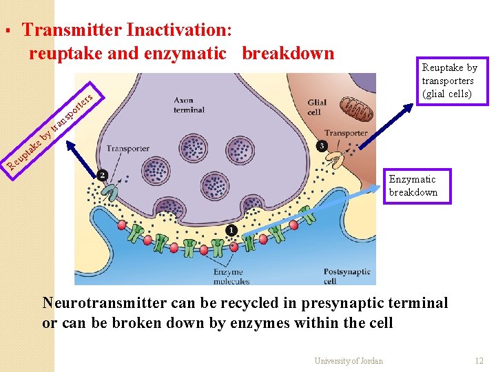 ▪ Transmitter Inactivation: reuptake and enzymatic breakdown s tr er po y b e ▪ Transmitter Inactivation: reuptake and enzymatic breakdown s tr er po y b e