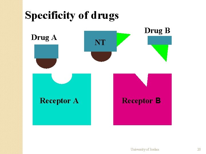 Specificity of drugs Drug A Receptor A Drug B NT Receptor B University of Specificity of drugs Drug A Receptor A Drug B NT Receptor B University of
