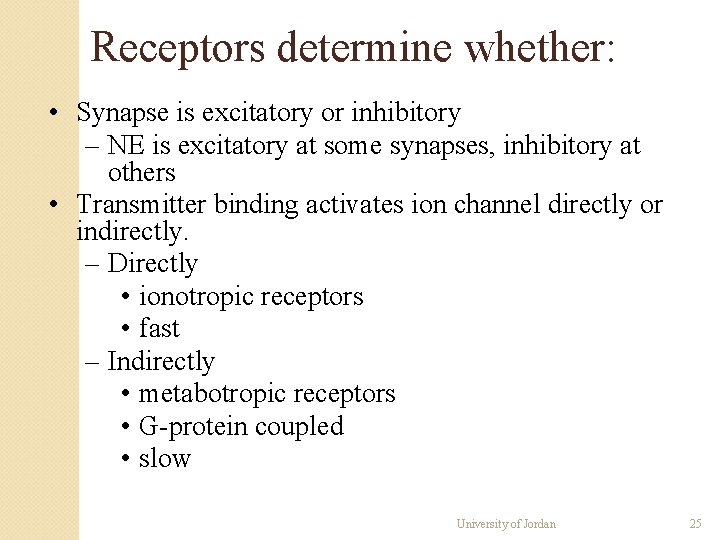 Receptors determine whether: • Synapse is excitatory or inhibitory – NE is excitatory at Receptors determine whether: • Synapse is excitatory or inhibitory – NE is excitatory at