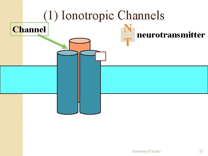 (1) Ionotropic Channels Channel N T neurotransmitter University of Jordan 27 (1) Ionotropic Channels Channel N T neurotransmitter University of Jordan 27