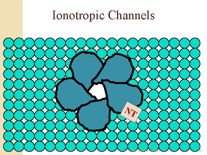 Ionotropic Channels NT University of Jordan 30 Ionotropic Channels NT University of Jordan 30