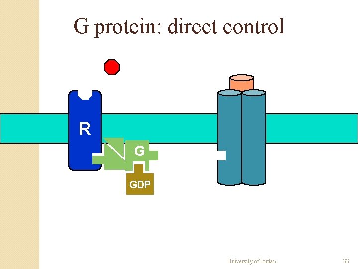 G protein: direct control R G GDP University of Jordan 33 G protein: direct control R G GDP University of Jordan 33